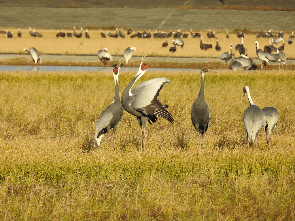 The White-naped Crane's display is brief, but spectacular © Mark Brazil